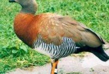 Temaiken Animal's Park "Earth of Life"